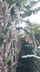 Callithrix geoffroyi