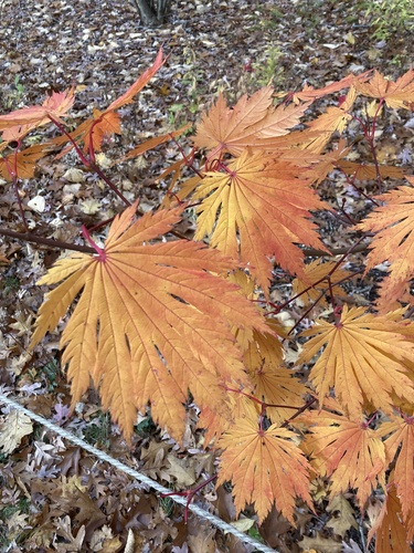 Acer tenuifolium iNat (1)