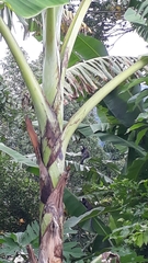 Callithrix geoffroyi