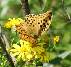 Argynnis anadyomene