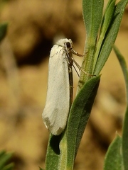 Tegeticula yuccasella
