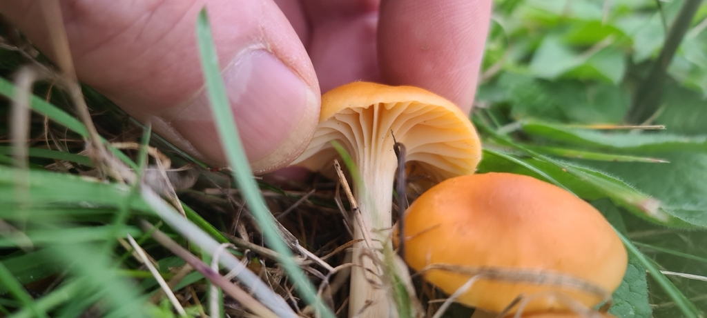 Cuphophyllus pratensis · November 2025 · photo: © artgelling (iNaturalist, cc0)