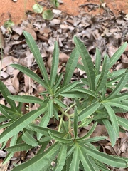 Jatropha erythropoda