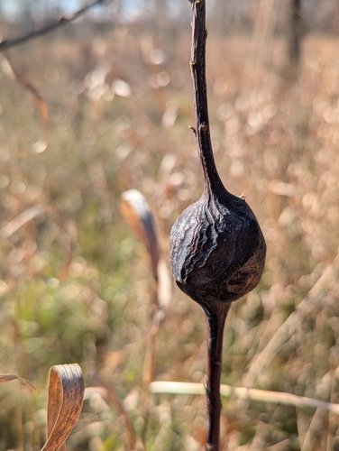 Unknown species found near White Bear Township, MN, USA