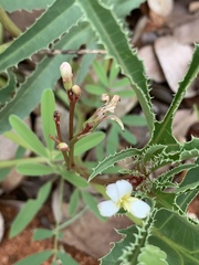 Jatropha erythropoda