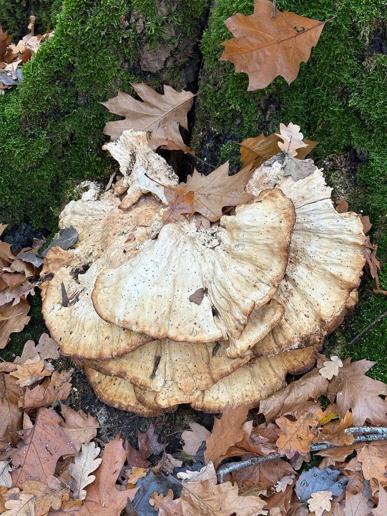 Laetiporus sulphureus · November 2025 · photo: © quirijnvds (iNaturalist, cc-by)