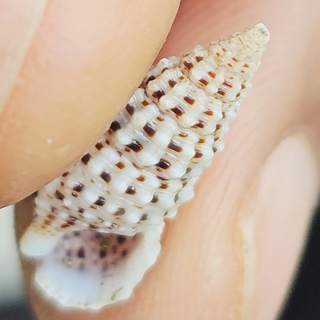 Clypeomorus bifasciata