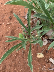 Jatropha erythropoda