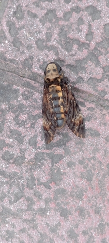 Death's-head Hawkmoth