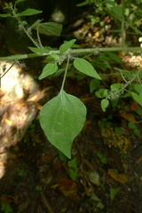 Parietaria debilis