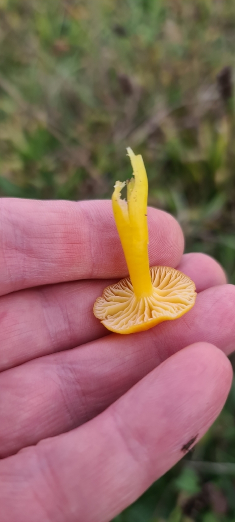 Hygrocybe ceracea · November 2025 · photo: © artgelling (iNaturalist, cc0)