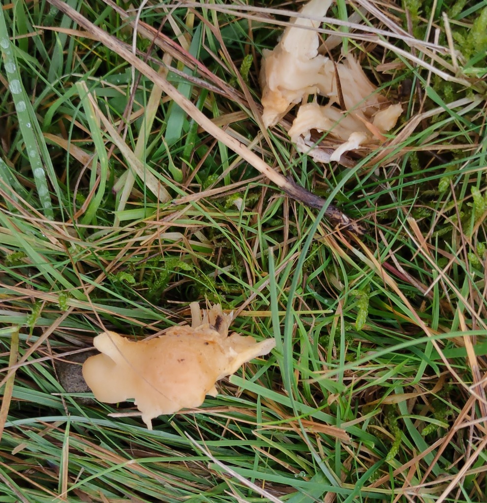 Cuphophyllus pratensis · November 2025 · photo: © ben_deed (iNaturalist, cc0)