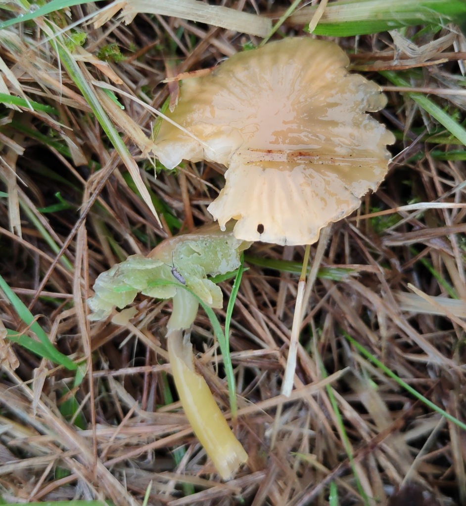 Gliophorus psittacinus · November 2025 · photo: © ben_deed (iNaturalist, cc0)