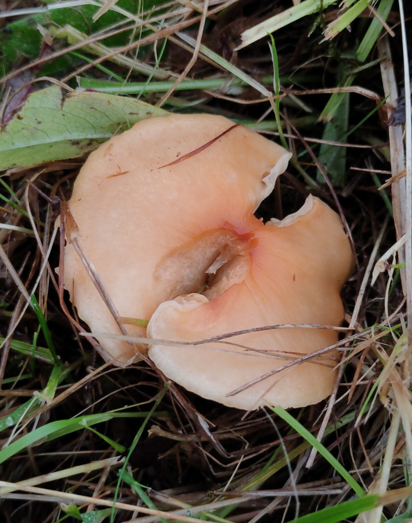 Cuphophyllus pratensis · November 2025 · photo: © ben_deed (iNaturalist, cc0)