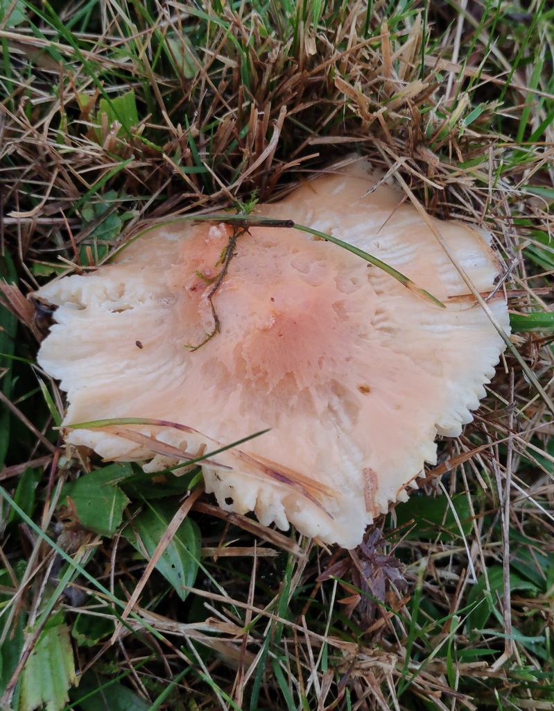 Cuphophyllus pratensis · November 2025 · photo: © ben_deed (iNaturalist, cc0)