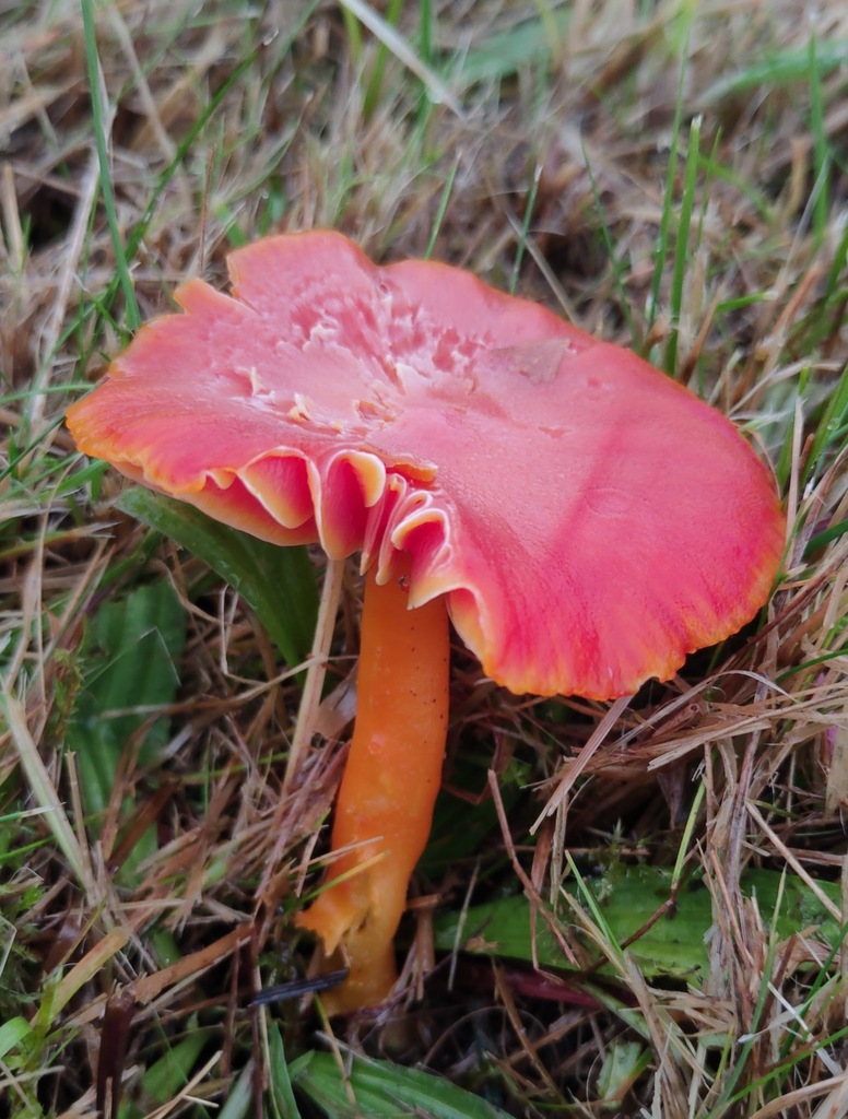 Hygrocybe coccinea · November 2025 · photo: © ben_deed (iNaturalist, cc0)