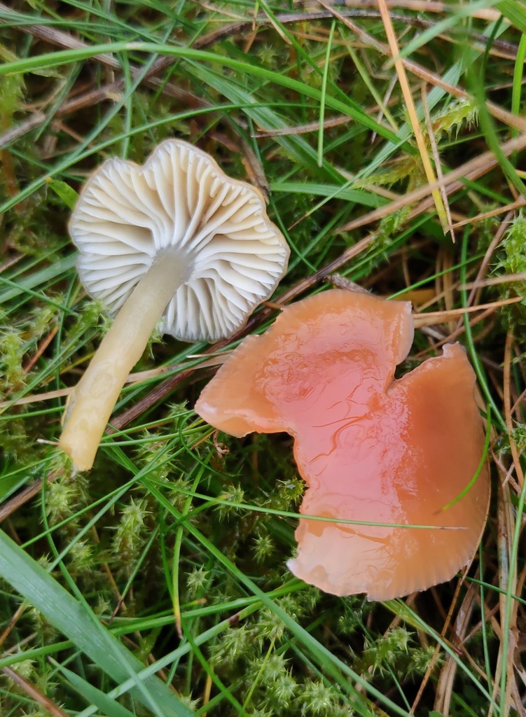 Gliophorus laetus