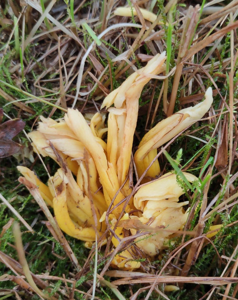 Clavulinopsis fusiformis · November 2025 · photo: © ben_deed (iNaturalist, cc0)