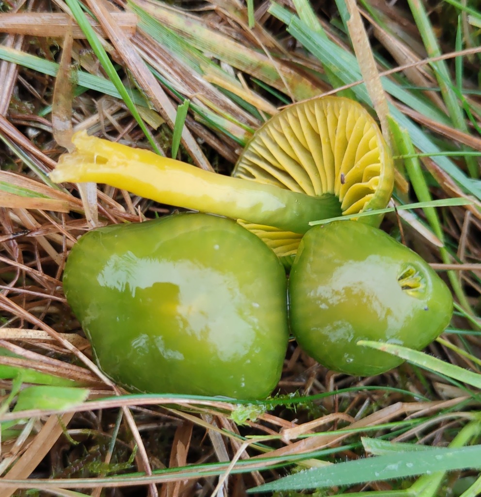 Gliophorus psittacinus · November 2025 · photo: © ben_deed (iNaturalist, cc0)