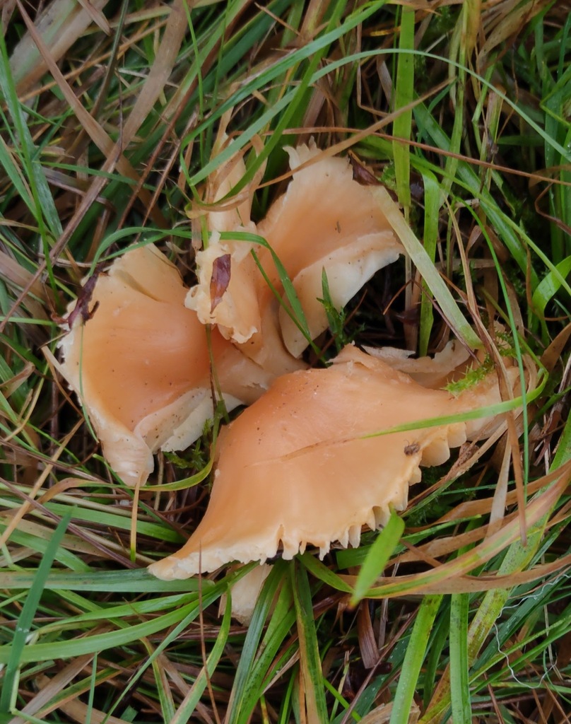 Cuphophyllus pratensis · November 2025 · photo: © ben_deed (iNaturalist, cc0)