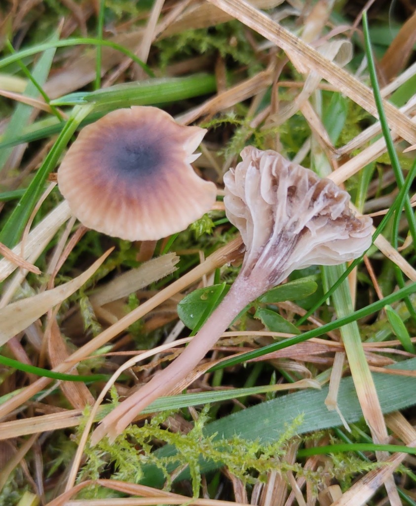 Rickenella swartzii