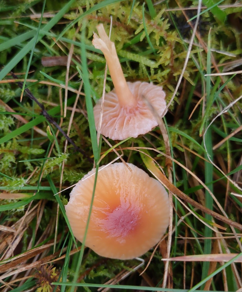 Gliophorus laetus · November 2025 · photo: © ben_deed (iNaturalist, cc0)