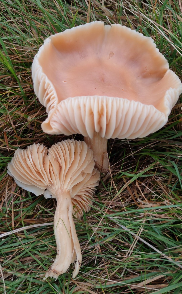 Cuphophyllus pratensis · November 2025 · photo: © ben_deed (iNaturalist, cc0)