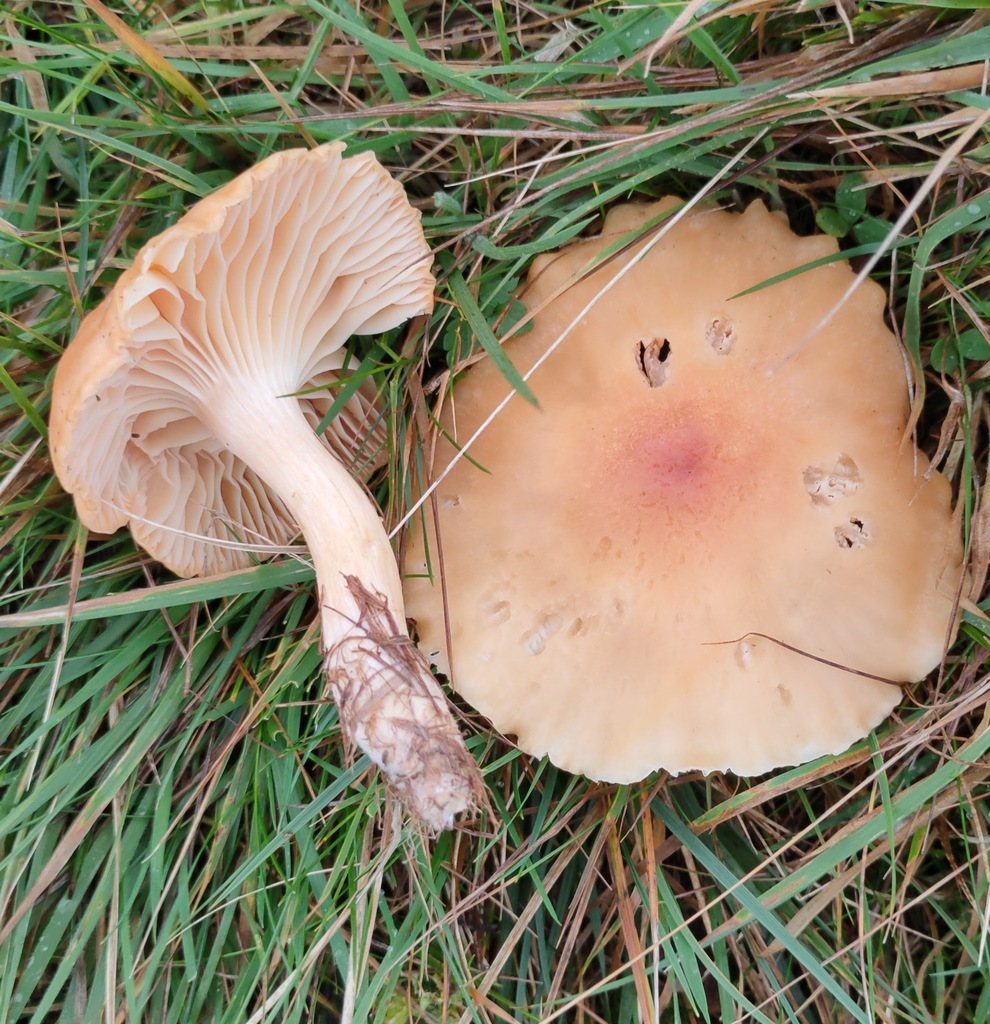 Cuphophyllus pratensis · November 2025 · photo: © ben_deed (iNaturalist, cc0)