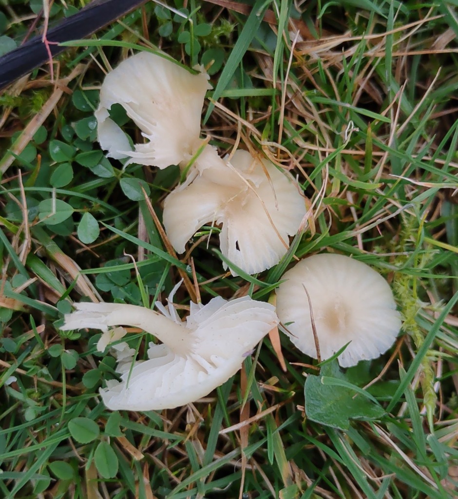 Cuphophyllus russocoriaceus