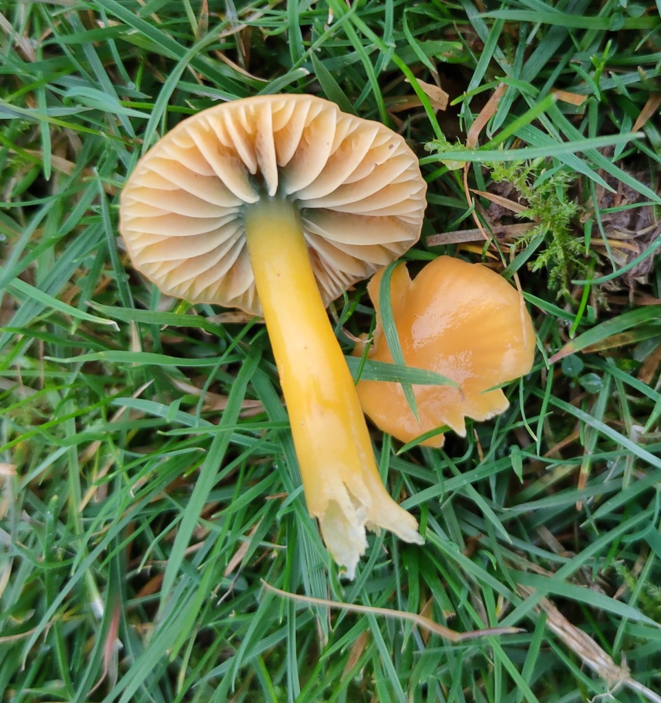 Gliophorus psittacinus · November 2025 · photo: © ben_deed (iNaturalist, cc0)