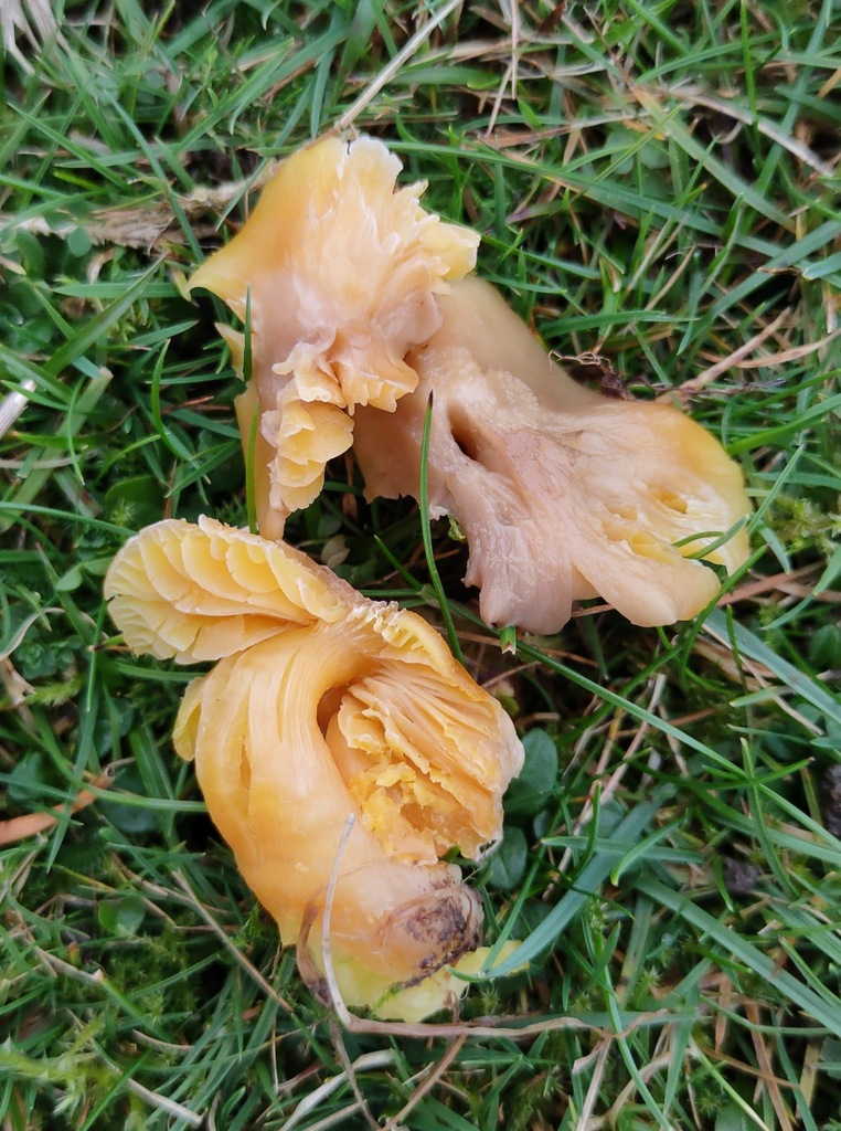 Hygrocybe quieta · November 2025 · photo: © ben_deed (iNaturalist, cc0)
