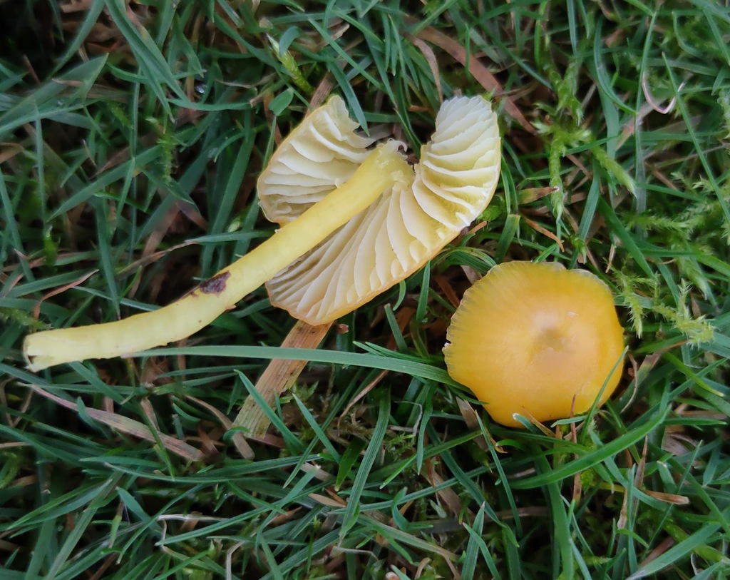 Hygrocybe ceracea · November 2025 · photo: © ben_deed (iNaturalist, cc0)