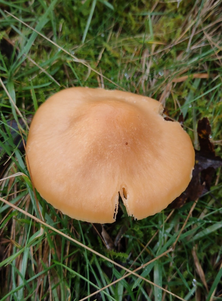 Cuphophyllus pratensis · November 2025 · photo: © ben_deed (iNaturalist, cc0)