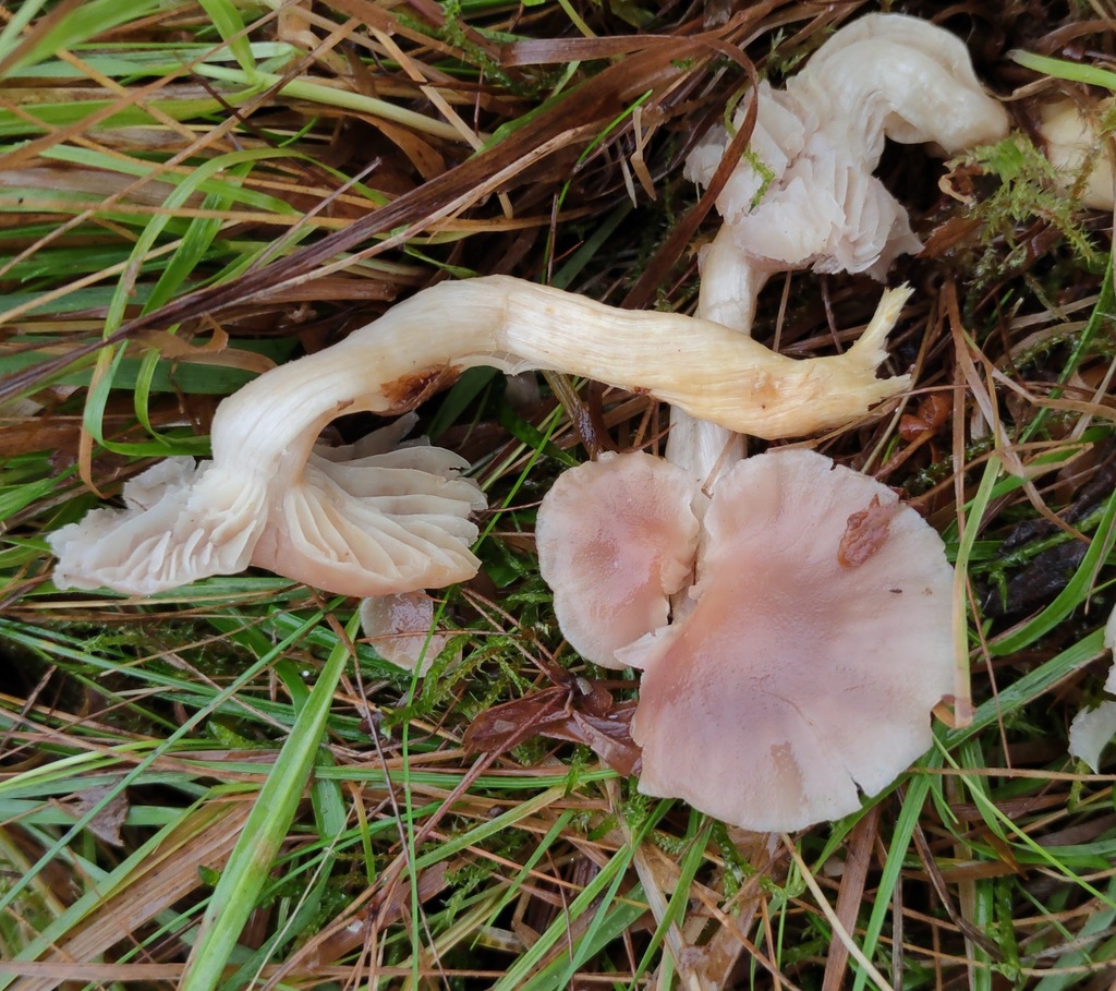Cuphophyllus flavipes