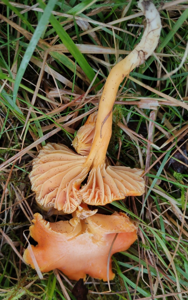 Hygrocybe reidii