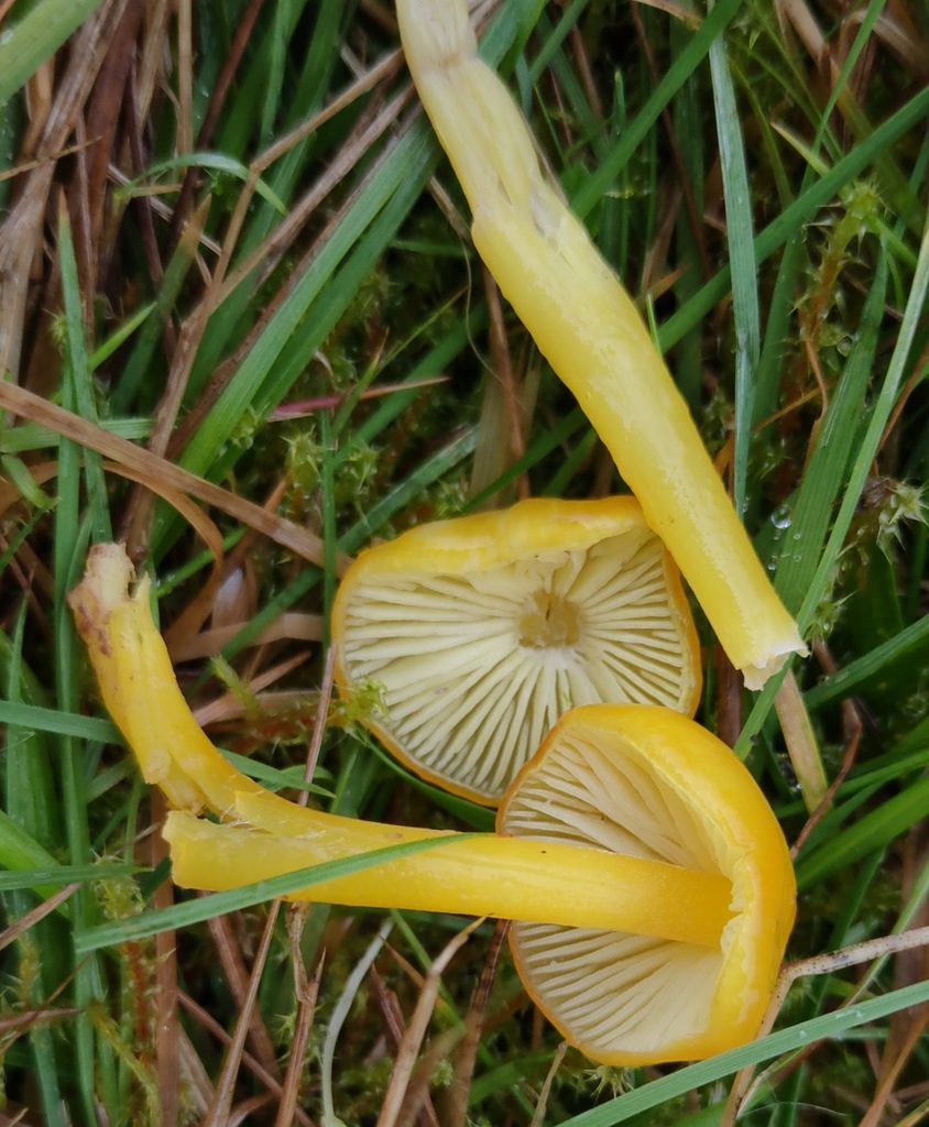 Hygrocybe chlorophana