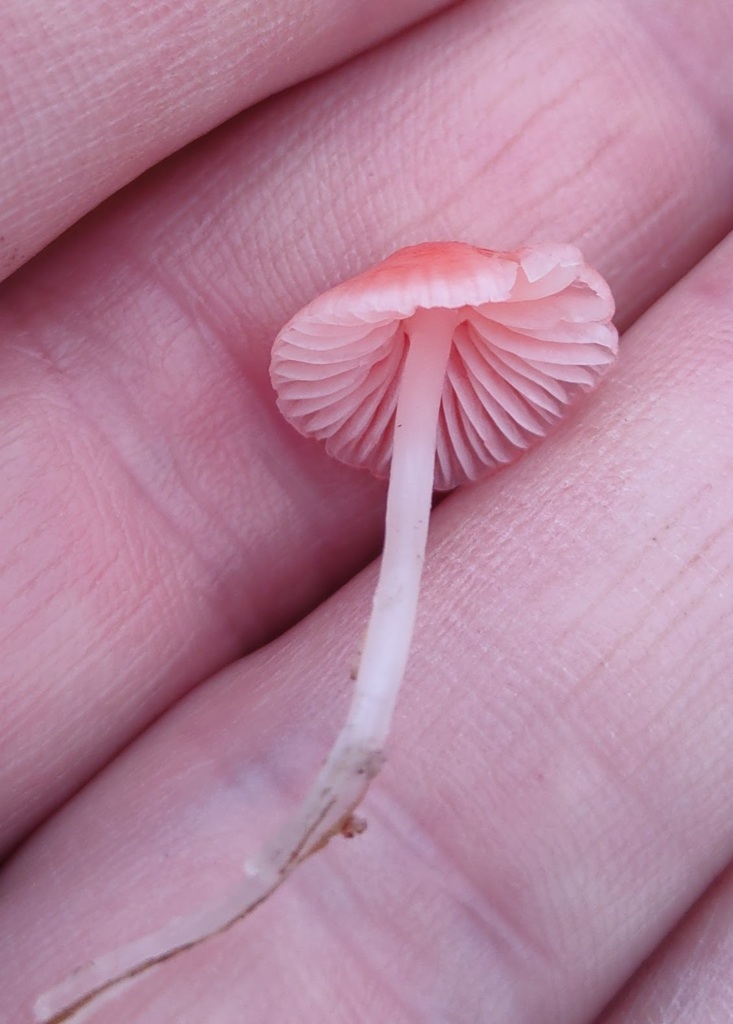 Atheniella adonis · November 2025 · photo: © ben_deed (iNaturalist, cc0)