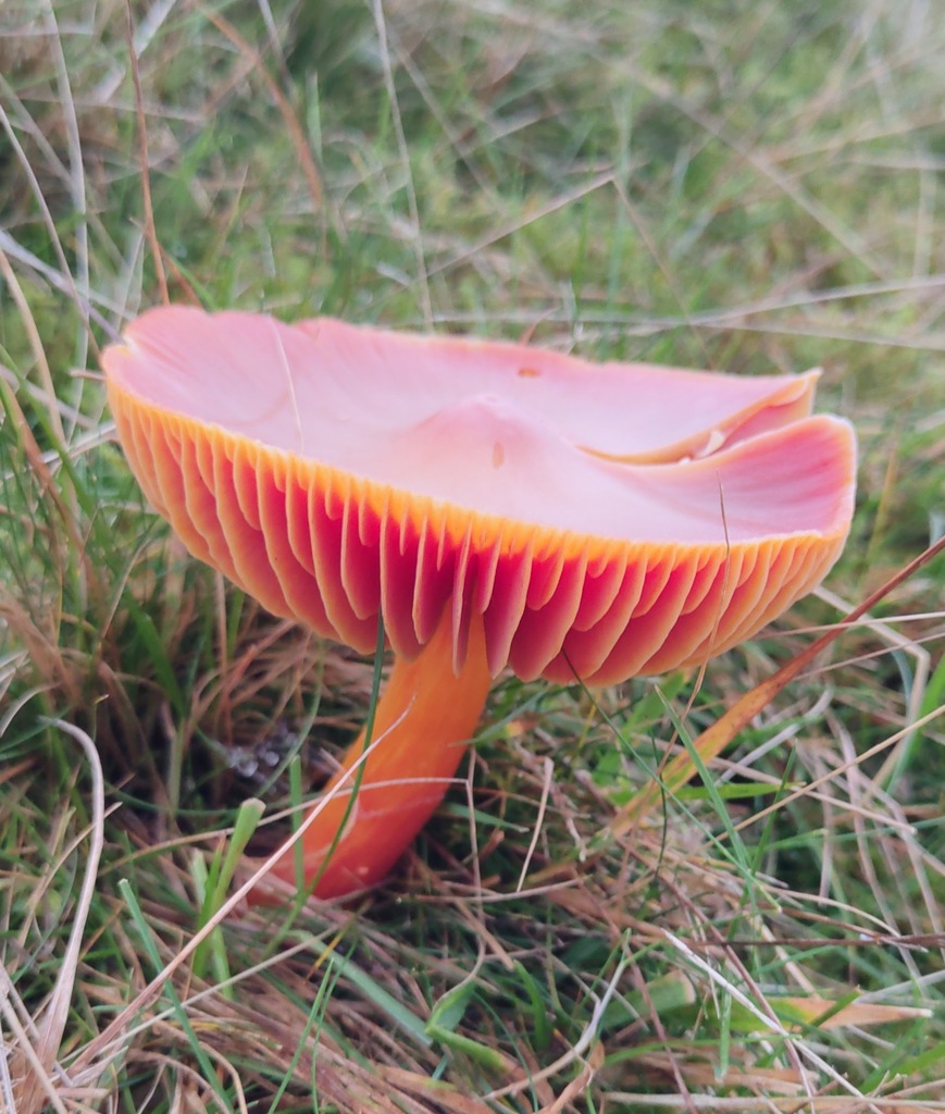 Hygrocybe punicea · November 2025 · photo: © ben_deed (iNaturalist, cc0)