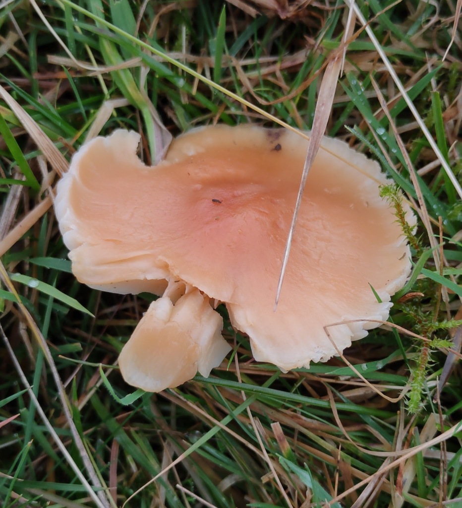Cuphophyllus pratensis · November 2025 · photo: © ben_deed (iNaturalist, cc0)