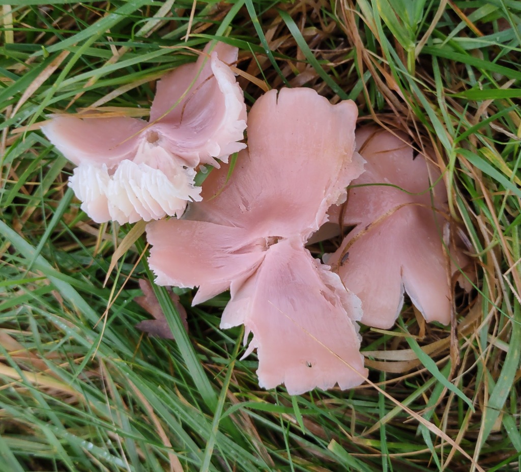 Porpolomopsis calyptriformis · November 2025 · photo: © ben_deed (iNaturalist, cc0)