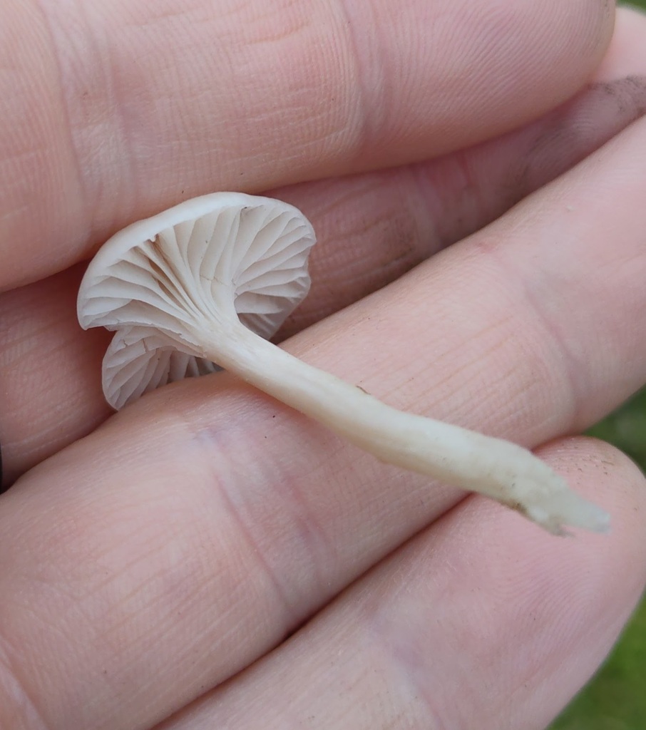 Cuphophyllus virgineus · November 2025 · photo: © ben_deed (iNaturalist, cc0)