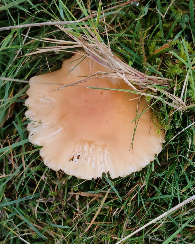 Cuphophyllus pratensis · November 2025 · photo: © ben_deed (iNaturalist, cc0)