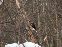 Coccothraustes coccothraustes