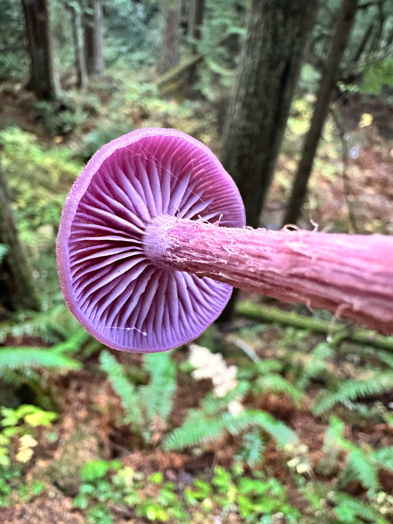 Laccaria amethysteo-occidentalis · November 2025 · photo: © bryanrsmith (iNaturalist, cc0)