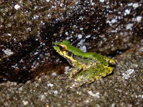 Chalcorana macrops