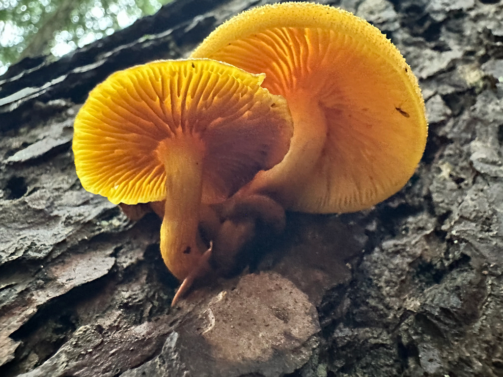 Tricholomopsis decora · November 2025 · photo: © bryanrsmith (iNaturalist, cc0)