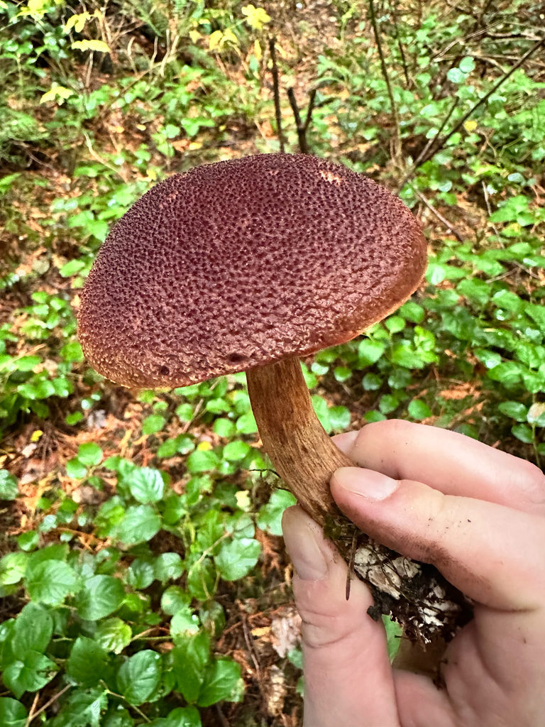 Aureoboletus mirabilis · November 2025 · photo: © bryanrsmith (iNaturalist, cc0)