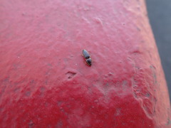 Elateridae