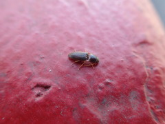 Elateridae