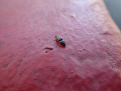 Elateridae